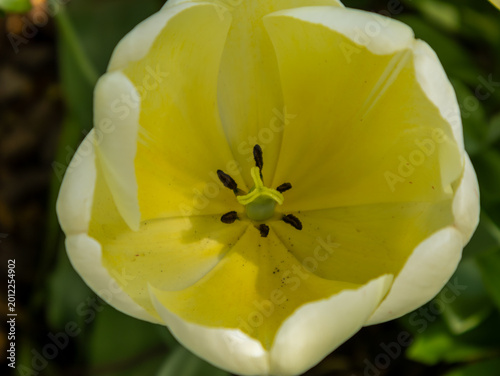 A detailed top-down close-up photograph of a white tulip flower featuring a soft yellow interior and dark stamens. Captured outdoors in natural sunlight with shallow depth of field.