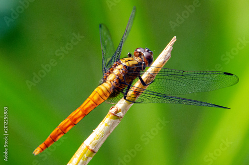 There are 65 dragonfly species in Sri Lanka and 64 damsel species.