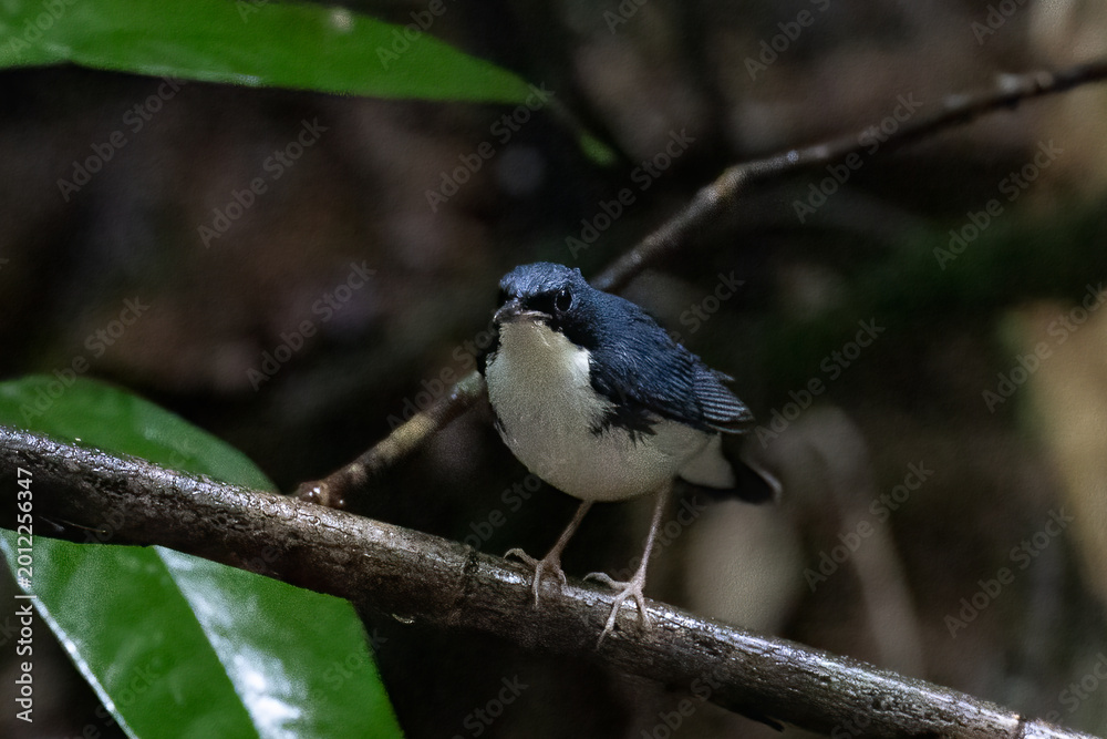 Obraz premium Beautiful bird in Asian, It is a kind of bird found in Thailand.