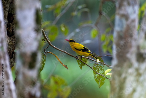 Beautiful bird in Asian, It is a kind of bird found in Thailand.
