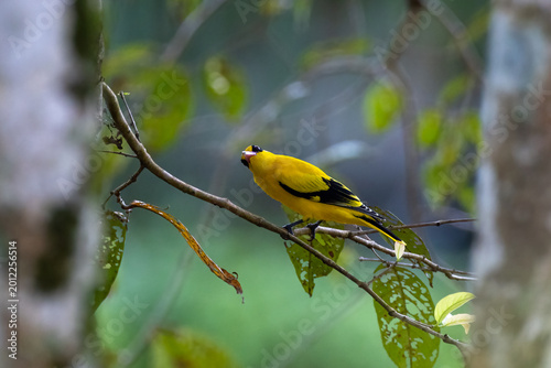 Beautiful bird in Asian, It is a kind of bird found in Thailand.