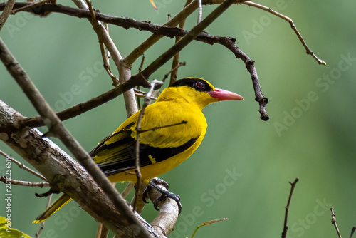 Beautiful bird in Asian, It is a kind of bird found in Thailand.