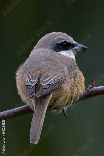 Beautiful bird in Asian, It is a kind of bird found in Thailand.