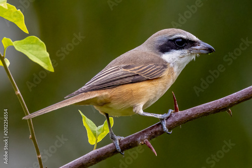 Beautiful bird in Asian, It is a kind of bird found in Thailand.