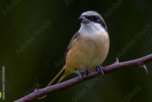 Beautiful bird in Asian, It is a kind of bird found in Thailand.