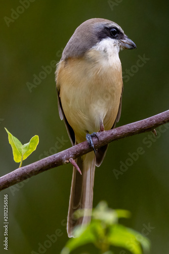 Beautiful bird in Asian, It is a kind of bird found in Thailand.