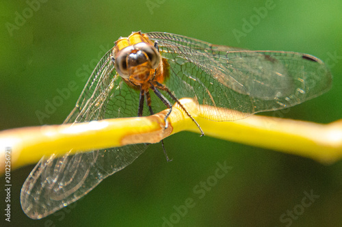 Canvas-taulu There are 65 dragonfly species in Sri Lanka and 64 damsel species
