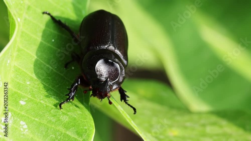 Insects beetles Siamese rhinoceros beetle walking on green leaves in the forest green background. Insect beetle. Wildlife entomology of Indonesia islands. Macro closeup bug crawling on tree leaf