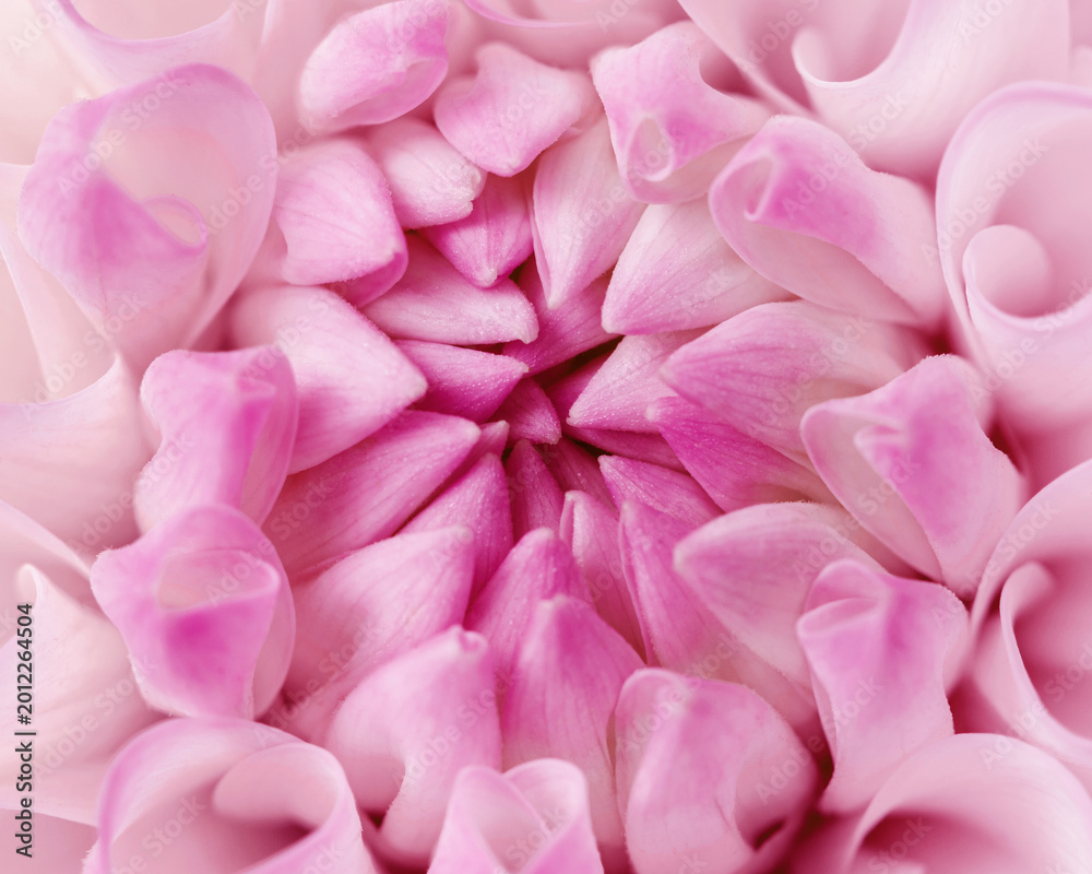 Obraz premium Soft pink dahlia flower, macro short with elegant layered petals forming harmonious natural pattern. Scenic view of gentle gradients, smooth textures, natural floral elegance, botanical aesthetics.
