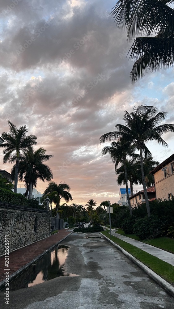 Fototapeta premium palm trees