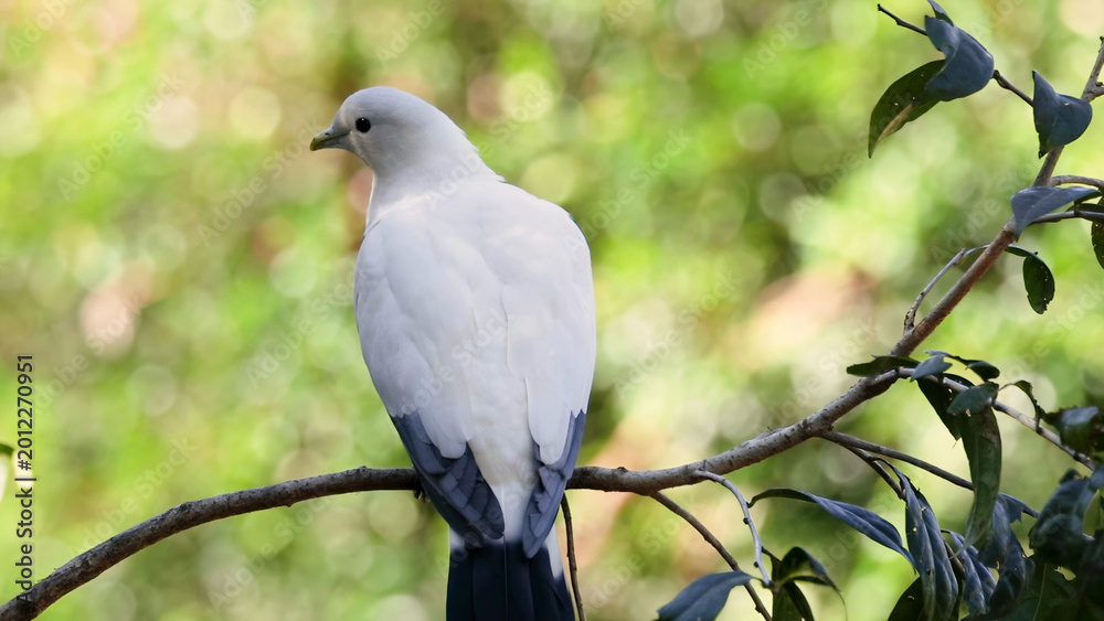 Fototapeta premium Pied Imperial Pigeon Perched on a Branch in a Tropical Forest