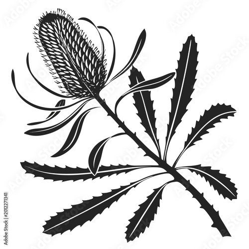 banksia silhouette on white background