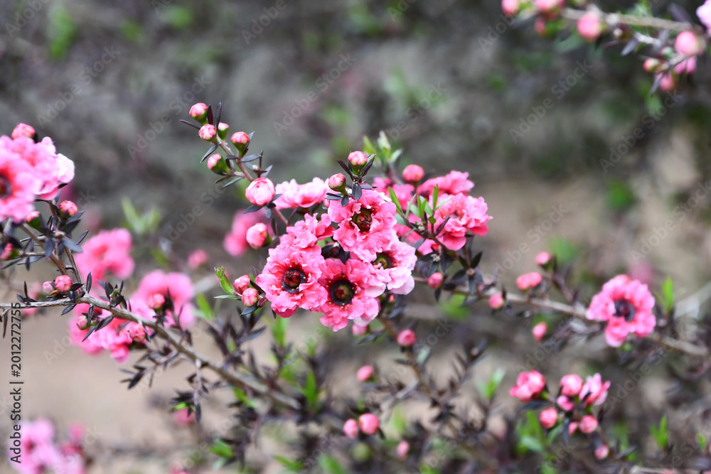 Fototapeta premium ギョリュウバイ manuka, tea tree