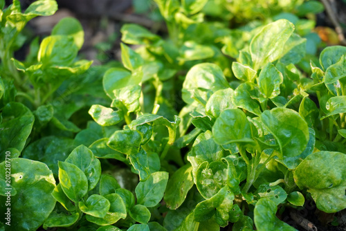 The green watercress plant is planted in a pot, Green watercress leaves, one of the super foods, beneficial for health lovers. High in antioxidants. 