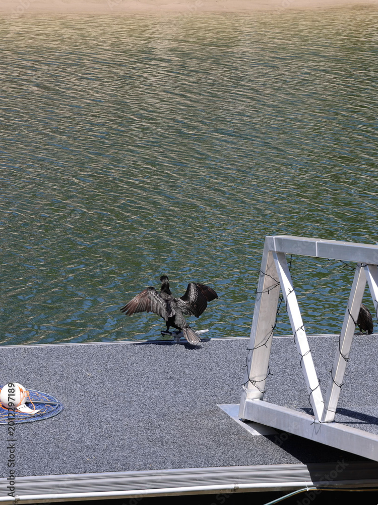Fototapeta premium Black Cormorant Spreading Wings on a Dock Beside Rippling Water