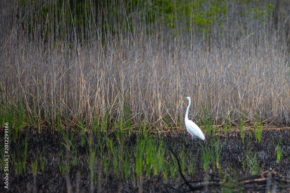 Fototapeta premium White heron in the marsh