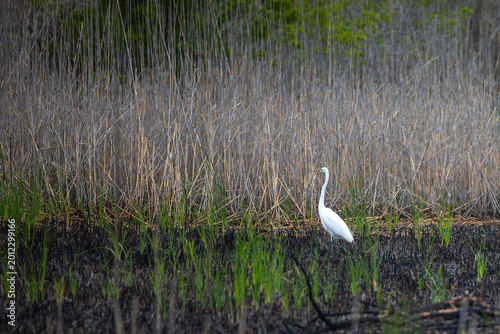 White heron in the marsh