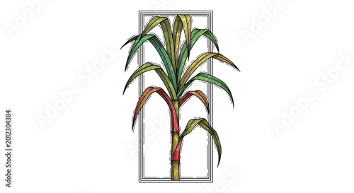 Sugarcane Plant Illustration in Rectangular Frame, Botanical Art