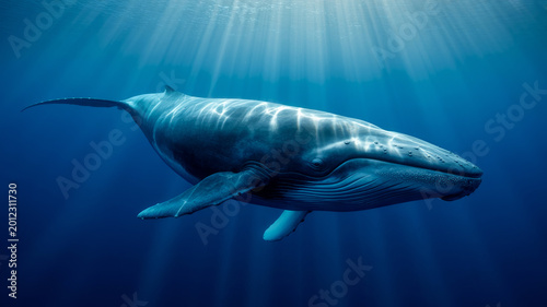 Majestic Humpback Whale Swimming in Deep Blue Ocean with Sunbeams and Cinematic Light Rays