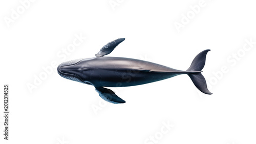 Top-Down Aerial Perspective of a Large Humpback Whale Isolated Asset