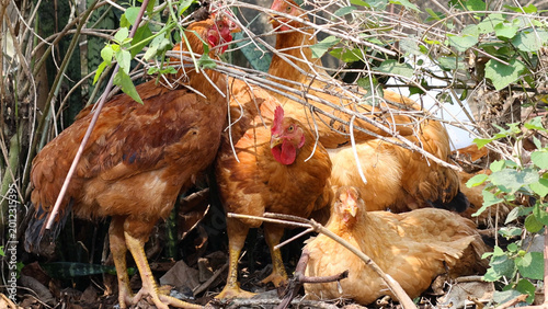 Tableau sur toile Brown Hens Huddling and Foraging Among Dry Twigs in an Outdoor Garden