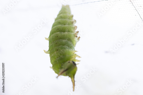 Fotografía さなぎになるために糸を張っている最中のオオムラサキの幼虫