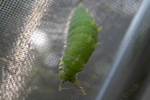 Canvastavla さなぎになるために糸を張っている最中のオオムラサキの幼虫
