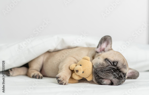Foto Cute French bulldog puppy sleeps with toy bear under warm blanket on a bed at ho