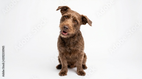 Adorable Brown Terrier Mix Dog Sitting and Looking Up with Head Tilt