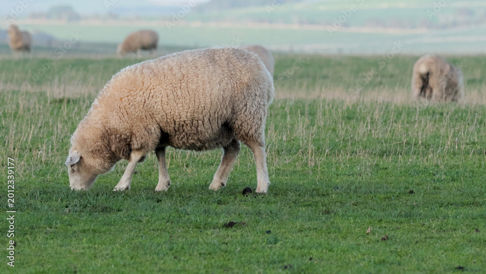 Fototapeta premium Sheep Grazing in a Lush Green Pasture in Melbourne Australia