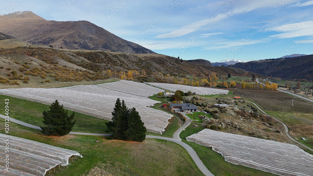 Obraz premium Aerial view of a Queenstown vineyard with bird netting and mountains