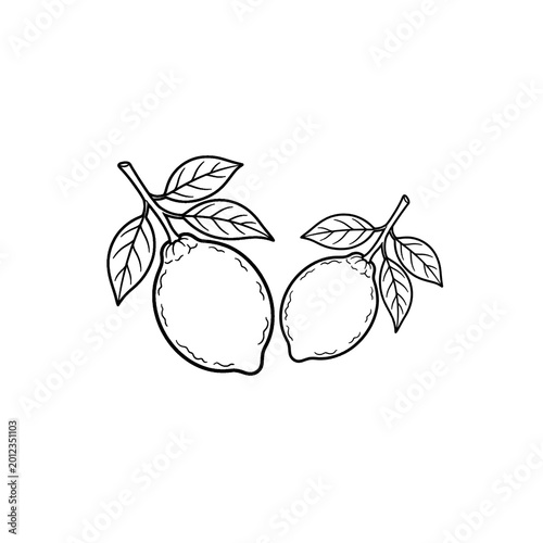 Photos Hand drawn style illustration of two fresh lemons with stems and leaves still attached to the lemons
