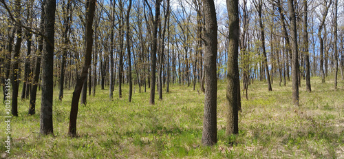 Sunny spring deciduous forest landscape with young green grass