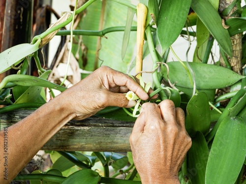 Photography Expert hands carefully pollinate a vanilla bloom using traditional methods, a critical step in producing high-value natural vanilla beans