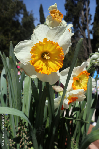 Quadro em tela Primo piano di un fiore di narciso bianco con corona centrale arancione e gialla
