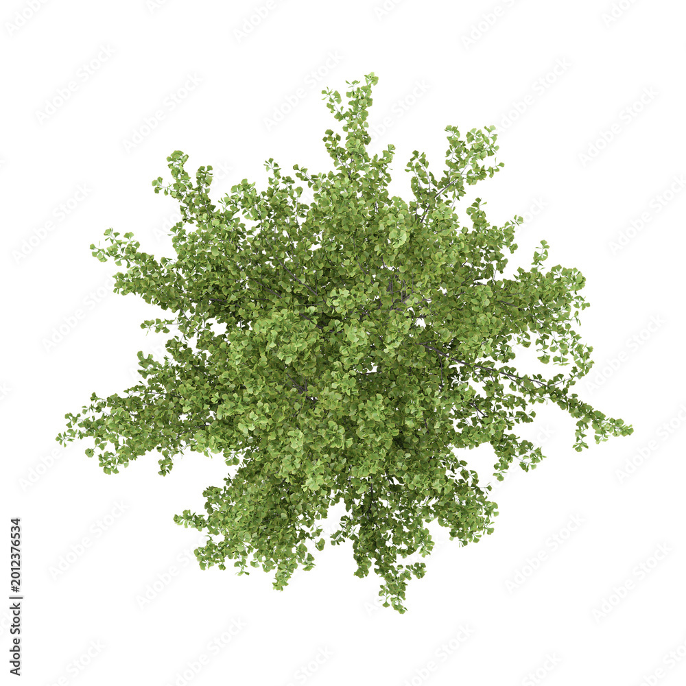 Obraz premium 3d illustration of walnut plant isolated on transparent background from top view