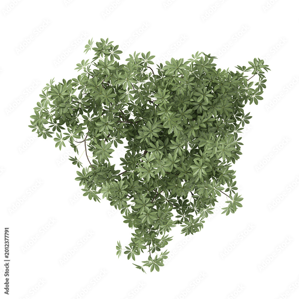 Fototapeta premium 3D rendering of Dwarf umbrella plant on transparent background from top view
