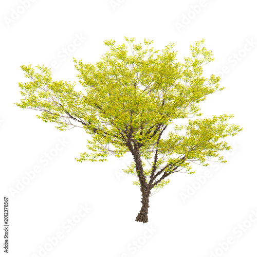 Fotografia 3d Rendering Of European ash plant on Transparent Canvas