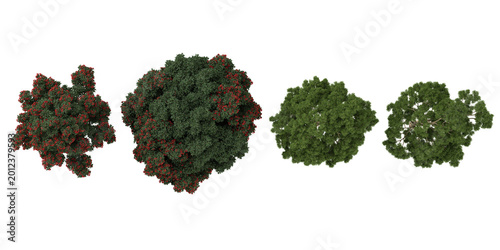 Fotografía Set of Corymbia,Eucalyptus plants on transparent background from the top view