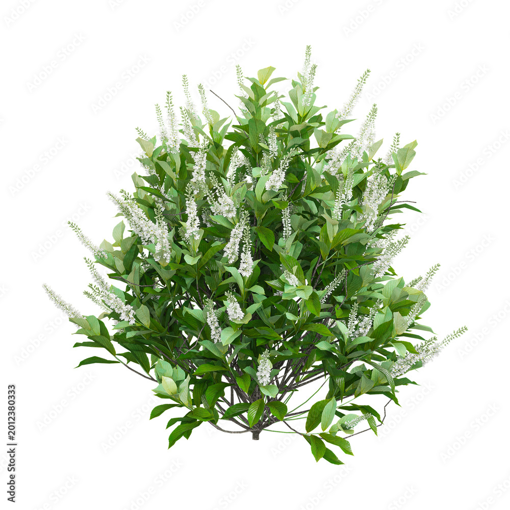 Fototapeta premium 3D rendering of Sixteen candles summersweet plant on transparent background