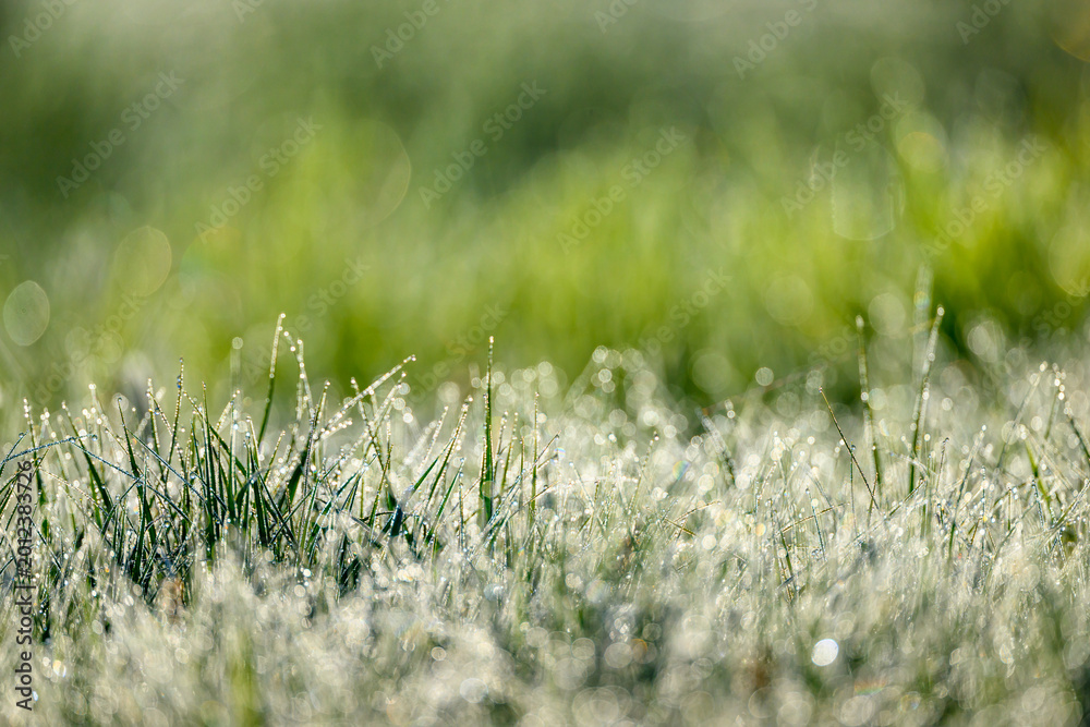 Naklejka premium Wet summer green grass background