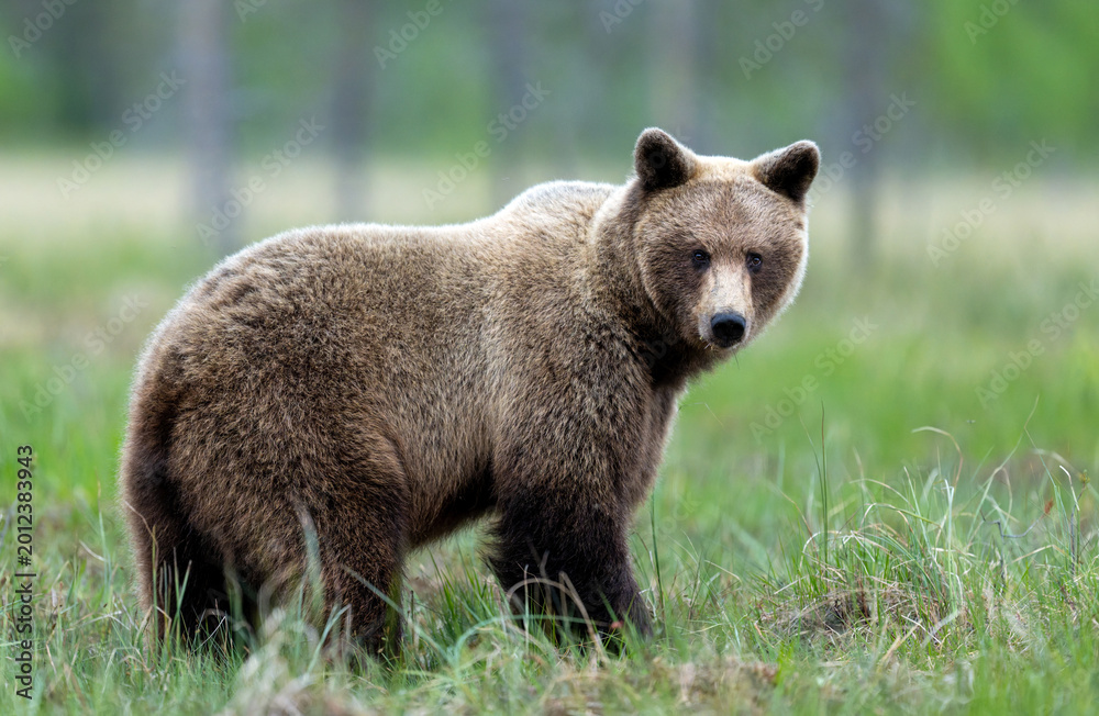 Fototapeta premium Wild brown bear ( Ursus arctos )