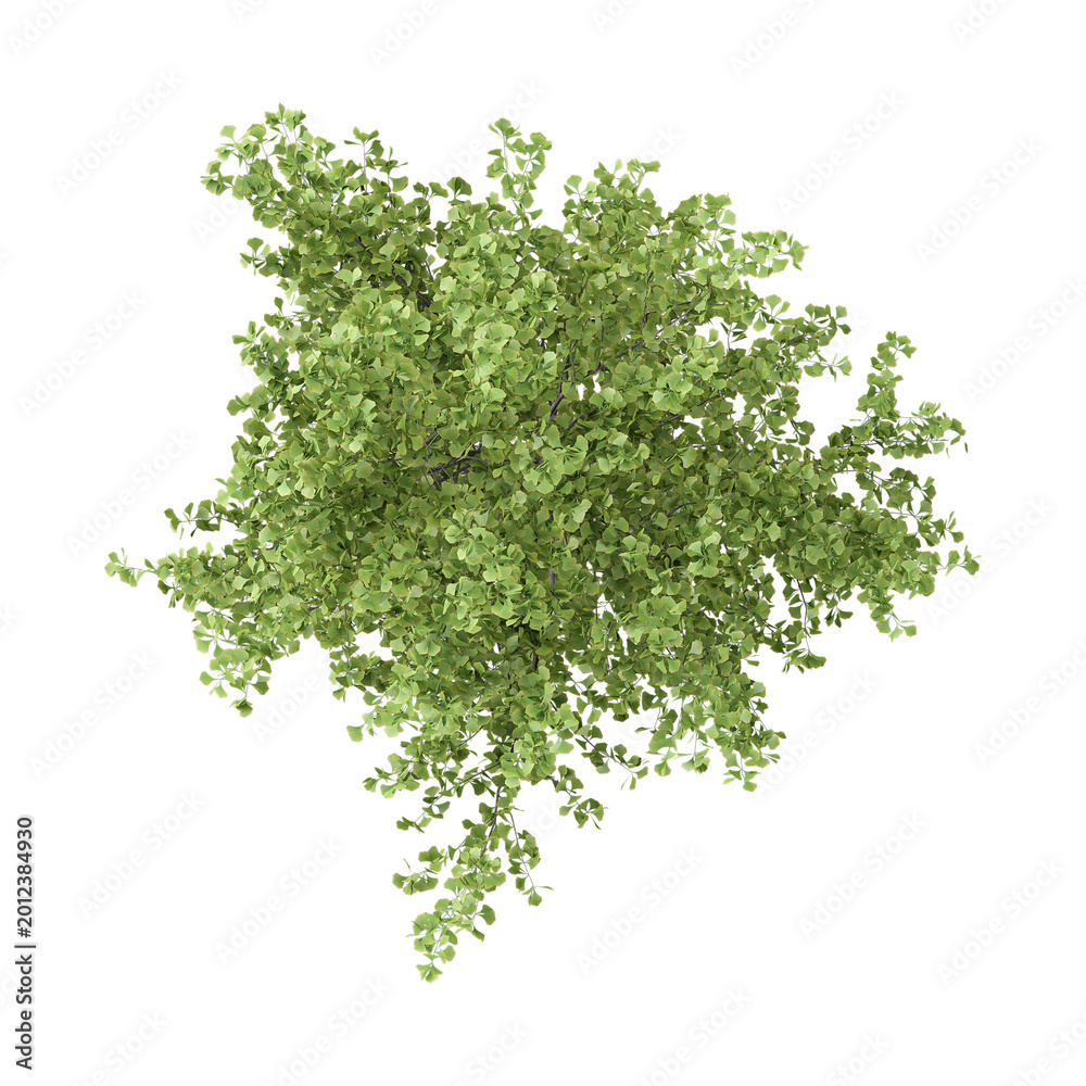 Obraz premium collection of walnut plant on transparent canvas from top view