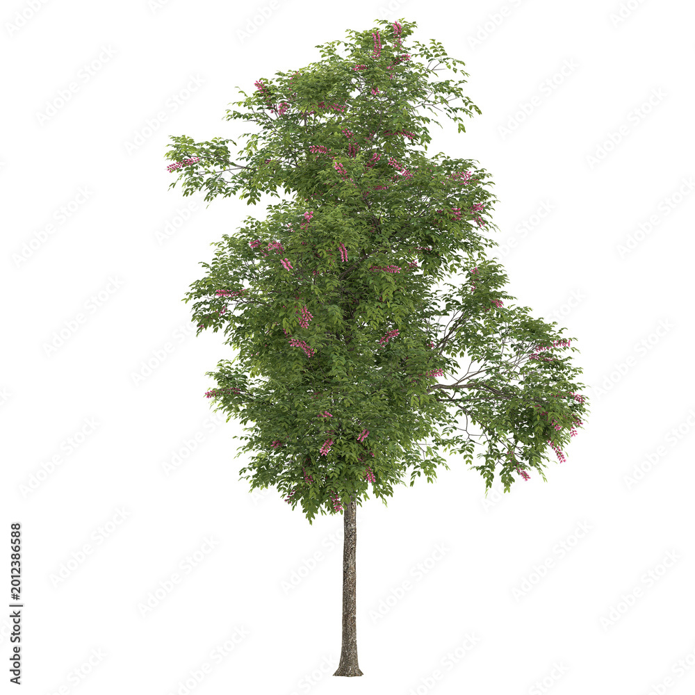 Fototapeta premium Isolated Cassia javanica plant on transparent canvas