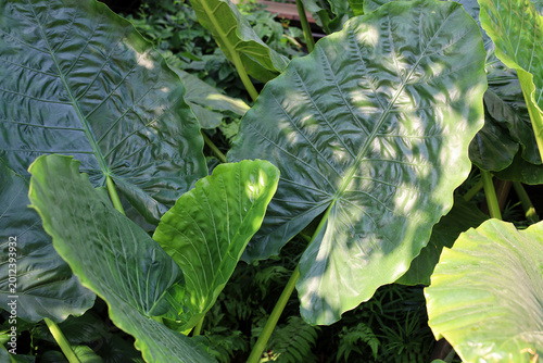 Foto Giant elephant ear leaf, Large green Alocasia leaves c