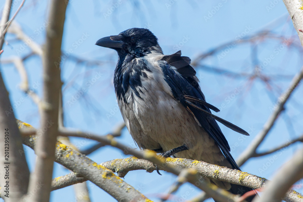 Fototapeta premium Crow on branch against blue sky