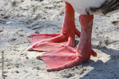 Schilderij op canvas Red-footed bird standing on sand, webbed feet detailed, natural light
