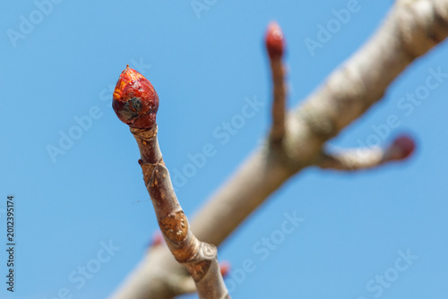 Принти на полотні Fresh buds forming on dormant branch, set against vivid blue sky