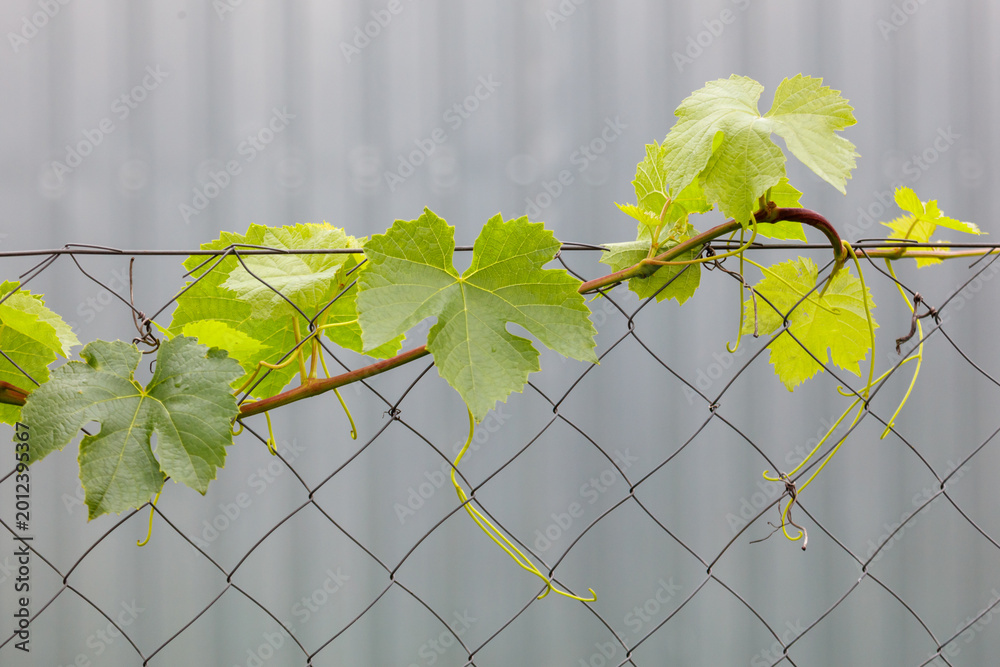 Obraz premium Green grapevine leaves cling to chain-link fence, showing early spring growth