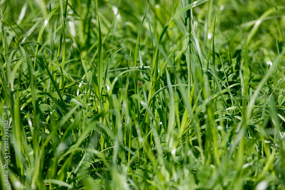 Naklejka premium Fresh green grass blades in morning sun